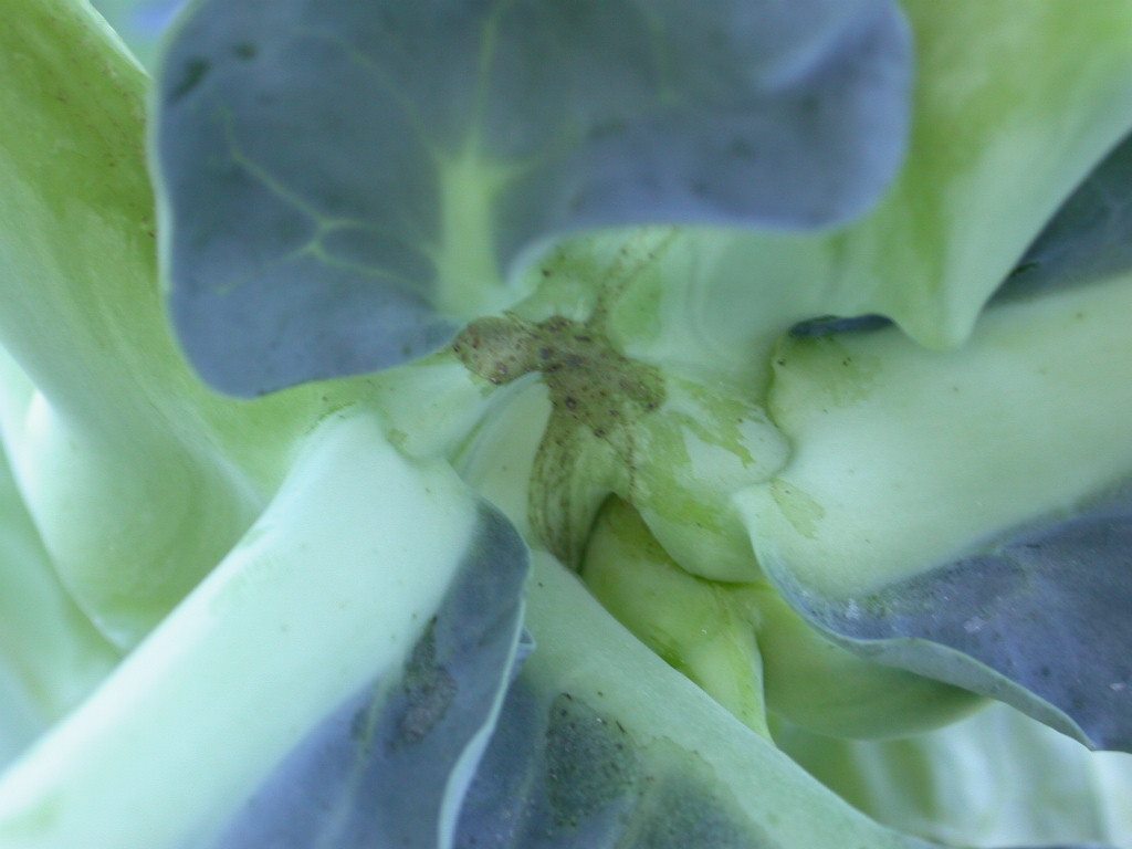 a close up of a plant